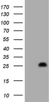 HES6 Antibody - HEK293T cells were transfected with the pCMV6-ENTRY control (Left lane) or pCMV6-ENTRY HES6 (Right lane) cDNA for 48 hrs and lysed. Equivalent amounts of cell lysates (5 ug per lane) were separated by SDS-PAGE and immunoblotted with anti-HES6.