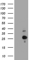 HES6 Antibody - HEK293T cells were transfected with the pCMV6-ENTRY control (Left lane) or pCMV6-ENTRY HES6 (Right lane) cDNA for 48 hrs and lysed. Equivalent amounts of cell lysates (5 ug per lane) were separated by SDS-PAGE and immunoblotted with anti-HES6.