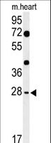 HES7 Antibody - Western blot of HES7 Antibody in mouse heart tissue lysates (35 ug/lane). HES7 (arrow) was detected using the purified antibody.