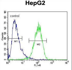 HEXA Antibody - HEXA Antibody flow cytometry of HepG2 cells (right histogram) compared to a negative control cell (left histogram). FITC-conjugated goat-anti-rabbit secondary antibodies were used for the analysis.