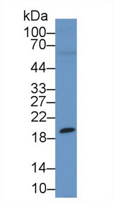 HEXA Antibody - Western Blot; Sample: Rat Testis lysate; Primary Ab: 1µg/ml Rabbit Anti-Human HEXa Antibody Second Ab: 0.2µg/mL HRP-Linked Caprine Anti-Rabbit IgG Polyclonal Antibody