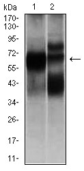 HEXA Antibody - Western blot using HEXA mouse monoclonal antibody against L1210 (1), and HL7702 (2) cell lysate.