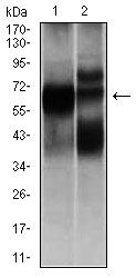 HEXA Antibody - HEXA Antibody in Western Blot (WB)