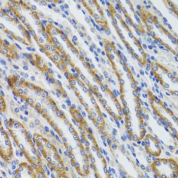 HEXA Antibody - Immunohistochemistry of paraffin-embedded mouse kidney using HEXA antibody at dilution of 1:100 (40x lens).