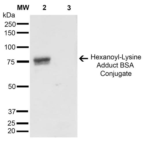 Hexanoyl-Lysine adduct Antibody - Western Blot analysis of Hexanoyl Lysine-BSA Conjugate showing detection of 67 kDa Hexanoyl-Lysine adduct protein using Mouse Anti-Hexanoyl-Lysine adduct Monoclonal Antibody, Clone 5D9. Lane 1: Molecular Weight Ladder (MW). Lane 2: Hexanoyl Lysine-BSA. Lane 3: BSA. Load: 0.5 µg. Block: 5% Skim Milk in TBST. Primary Antibody: Mouse Anti-Hexanoyl-Lysine adduct Monoclonal Antibody at 1:1000 for 2 hours at RT. Secondary Antibody: Goat Anti-Mouse IgG: HRP at 1:2000 for 60 min at RT. Color Development: ECL solution for 5 min in RT. Predicted/Observed Size: 67 kDa.