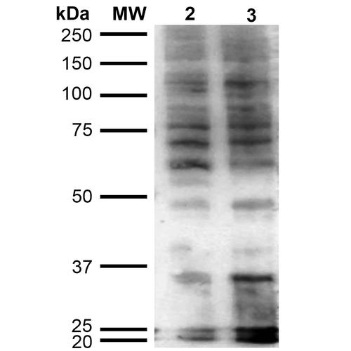 Hexanoyl-Lysine adduct Antibody - Western Blot analysis of Human Cervical cancer cell line (HeLa) lysate showing detection of Hexanoyl-Lysine adduct protein using Mouse Anti-Hexanoyl-Lysine adduct Monoclonal Antibody, Clone 5D9. Lane 1: Molecular Weight Ladder (MW). Lane 2: HeLa cell lysate. Lane 3: H2O2 treated HeLa cell lysate. Load: 12 µg. Block: 5% Skim Milk in TBST. Primary Antibody: Mouse Anti-Hexanoyl-Lysine adduct Monoclonal Antibody at 1:1000 for 2 hours at RT. Secondary Antibody: Goat Anti-Mouse IgG: HRP at 1:2000 for 60 min at RT. Color Development: ECL solution for 5 min in RT.