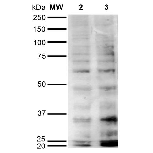 Hexanoyl-Lysine adduct Antibody - Western Blot analysis of Human Cervical cancer cell line (HeLa) lysate showing detection of Hexanoyl-Lysine adduct protein using Mouse Anti-Hexanoyl-Lysine adduct Monoclonal Antibody, Clone 5E8. Lane 1: Molecular Weight Ladder (MW). Lane 2: HeLa cell lysate. Lane 3: H2O2 treated HeLa cell lysate. Load: 12 µg. Block: 5% Skim Milk in TBST. Primary Antibody: Mouse Anti-Hexanoyl-Lysine adduct Monoclonal Antibody at 1:1000 for 2 hours at RT. Secondary Antibody: Goat Anti-Mouse IgG: HRP at 1:2000 for 60 min at RT. Color Development: ECL solution for 5 min in RT.