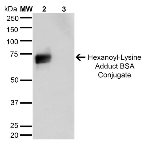 Hexanoyl-Lysine adduct Antibody - Western Blot analysis of Hexanoyl Lysine-BSA Conjugate showing detection of 67 kDa Hexanoyl-Lysine adduct protein using Mouse Anti-Hexanoyl-Lysine adduct Monoclonal Antibody, Clone 5E8. Lane 1: Molecular Weight Ladder (MW). Lane 2: Hexanoyl Lysine-BSA. Lane 3: BSA. Load: 0.5 µg. Block: 5% Skim Milk in TBST. Primary Antibody: Mouse Anti-Hexanoyl-Lysine adduct Monoclonal Antibody at 1:1000 for 2 hours at RT. Secondary Antibody: Goat Anti-Mouse IgG: HRP at 1:2000 for 60 min at RT. Color Development: ECL solution for 5 min in RT. Predicted/Observed Size: 67 kDa.