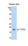 HEXB Antibody - Western blot of recombinant HEXB.  This image was taken for the unconjugated form of this product. Other forms have not been tested.