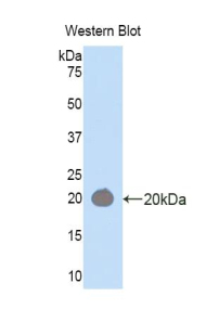 HEXB Antibody - Western blot of recombinant HEXB.  This image was taken for the unconjugated form of this product. Other forms have not been tested.