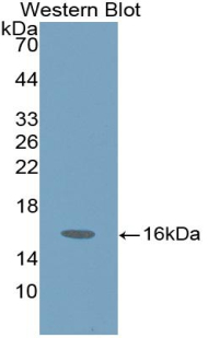 HEXB Antibody - Western Blot; Sample: Recombinant protein.
