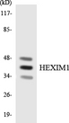 HEXIM1 Antibody - Western blot analysis of the lysates from HeLa cells using HEXIM1 antibody.
