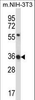 HEXIM1 Antibody - HEXIM1 Antibody western blot of mouse NIH-3T3 cell line lysates (35 ug/lane). The HEXIM1 antibody detected the HEXIM1 protein (arrow).
