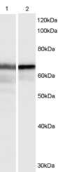 HEXIM1 Antibody - Antibody (0.3 ug/ml) staining of 1) HeLa cell lysate and 2) recombinant HEXIM1 (3ng). Detected by chemiluminescence. Data kindly provided by David Price and Jeff Cooper, University of Iowa, USA.