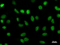 HEXIM1 Antibody - Immunostaining analysis in HeLa cells. HeLa cells were fixed with 4% paraformaldehyde and permeabilized with 0.1% Triton X-100 in PBS. The cells were immunostained with anti-HEXIM1 mAb.