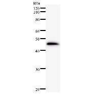 HEXIM1 Antibody - Western blot analysis of immunized recombinant protein, using anti-HEXIM1 monoclonal antibody.