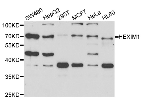 HEXIM1 Antibody - Western blot analysis of extracts of various cell lines.