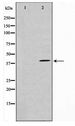 HEXIM1 Antibody - Western blot of NIH-3T3 cell lysate using HEXIM1 Antibody