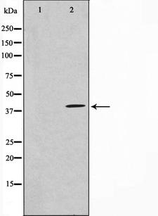 HEXIM1 Antibody - Western blot analysis on NIH-3T3 cell lysates using HEXIM1 antibody. The lane on the left is treated with the antigen-specific peptide.