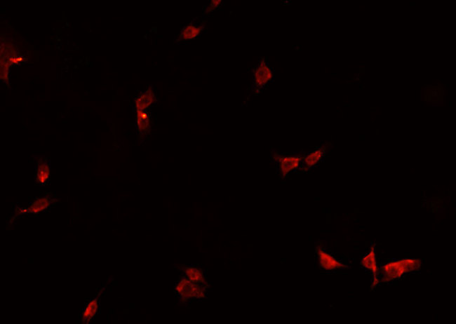 HEXIM1 Antibody - Staining NIH-3T3 cells by IF/ICC. The samples were fixed with PFA and permeabilized in 0.1% Triton X-100, then blocked in 10% serum for 45 min at 25°C. The primary antibody was diluted at 1:200 and incubated with the sample for 1 hour at 37°C. An Alexa Fluor 594 conjugated goat anti-rabbit IgG (H+L) Ab, diluted at 1/600, was used as the secondary antibody.