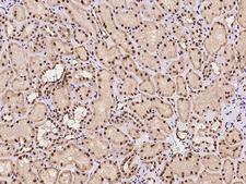 HEXIM1 Antibody - Immunochemical staining of human HEXIM1 in human kidney with rabbit polyclonal antibody at 1:100 dilution, formalin-fixed paraffin embedded sections.