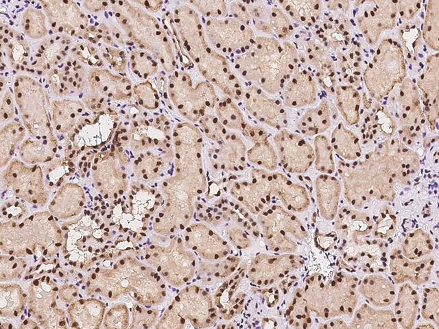 HEXIM1 Antibody - Immunochemical staining of human HEXIM1 in human kidney with rabbit polyclonal antibody at 1:100 dilution, formalin-fixed paraffin embedded sections.