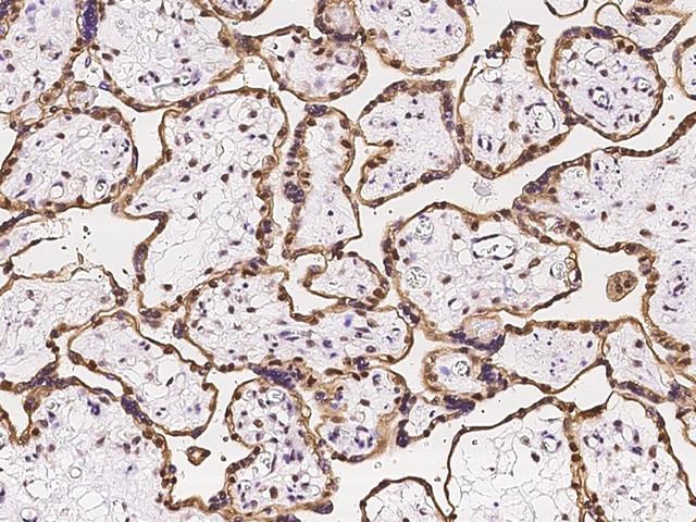 HEXIM1 Antibody - Immunochemical staining of human HEXIM1 in human placenta with rabbit polyclonal antibody at 1:100 dilution, formalin-fixed paraffin embedded sections.