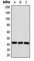 HEXIM2 Antibody - Western blot analysis of HEXIM2 expression in HepG2 (A); HeLa (B); A549 (C) whole cell lysates.