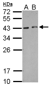 HEXIM2 Antibody - Sample (30 ug of whole cell lysate) A: A549 B: HepG2 12% SDS PAGE HEXIM2 antibody diluted at 1:500