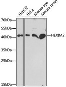 HEXIM2 Antibody - Western blot analysis of extracts of various cell lines, using HEXIM2 antibody at 1:1000 dilution. The secondary antibody used was an HRP Goat Anti-Rabbit IgG (H+L) at 1:10000 dilution. Lysates were loaded 25ug per lane and 3% nonfat dry milk in TBST was used for blocking. An ECL Kit was used for detection and the exposure time was 90s.