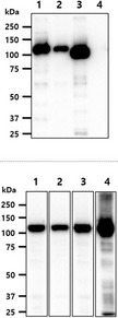 Hexokinase Antibody - The recombianat protein (20ng) of Hexokinase four isoform were resolved by SDS-PAGE, transferred to PVDF membrane and probed with anti-human Hexokinase1,2,3 antibody (1:1000). Proteins were visualized using a goat anti-mouse secondary antibody conjugated to HRP and an ECL detection system. Lane 1 : Recombinant human Hexokinase 1 Lane 2 : Recombinant human Hexokinase 2 Lane 3 : Recombinant human Hexokinase 3 Lane 4 : Recombinant human Hexokinase 4 The cell and tissue lysates (40ug) were resolved by SDS-PAGE, transferred to PVDF membrane and probed with anti-human Hexokinase1,2,3 antibody (1:1000). Proteins were visualized using a goat anti-mouse secondary antibody conjugated to HRP and an ECL detection system. Lane 1.: HeLa cell lysate Lane 2.: Jurkat cell lysate Lane 3.: K562 cell lysate Lane 4.: Mouse brain tissue lysate