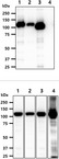 Hexokinase Antibody - The recombianat protein (20ng) of Hexokinase four isoform were resolved by SDS-PAGE, transferred to PVDF membrane and probed with anti-human Hexokinase1,2,3 antibody (1:1000). Proteins were visualized using a goat anti-mouse secondary antibody conjugated to HRP and an ECL detection system. Lane 1 : Recombinant human Hexokinase 1 Lane 2 : Recombinant human Hexokinase 2 Lane 3 : Recombinant human Hexokinase 3 Lane 4 : Recombinant human Hexokinase 4 The cell and tissue lysates (40ug) were resolved by SDS-PAGE, transferred to PVDF membrane and probed with anti-human Hexokinase1,2,3 antibody (1:1000). Proteins were visualized using a goat anti-mouse secondary antibody conjugated to HRP and an ECL detection system. Lane 1.: HeLa cell lysate Lane 2.: Jurkat cell lysate Lane 3.: K562 cell lysate Lane 4.: Mouse brain tissue lysate