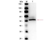 Hexokinase Antibody - Western Blot of rabbit anti-Hexokinase Antibody Peroxidase Conjugated. Lane 1: Hexokinase. Load: 50 ng per lane. Primary antibody: Rabbit anti-Hexokinase Antibody Peroxidase Conjugated at 1:1,000 overnight at 4°C. Secondary antibody: n/a Block: MB-070 for 30 min at RT. Predicted/Observed size: 54 kDa, 54 kDa for Hexokinase.