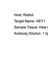 HEY1 Antibody - HEY1 antibody Western Blot of HeLa. Antibody dilution: 1 ug/ml.  This image was taken for the unconjugated form of this product. Other forms have not been tested.