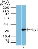 HEY1 Antibody - Western blot analysis of Hey1 in mouse embryo brain lysate using 1) preimmune sera at 1:5000 dilution and 2) purified HEY1 Antibody at 3 ug/ml. Goat anti-rabbit Ig HRP secondary antibody, and PicoTect ECL substrate solution were used for this test.