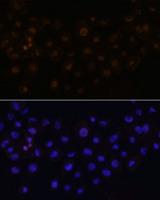 HEY1 Antibody - Immunofluorescence analysis of A431 cells using HEY1 Polyclonal Antibody at dilution of 1:100.Blue: DAPI for nuclear staining.
