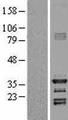 HEY1 Protein - Western validation with an anti-DDK antibody * L: Control HEK293 lysate R: Over-expression lysate