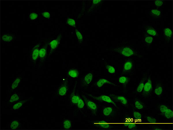 HEYL Antibody - Immunofluorescence of monoclonal antibody to HEYL on HeLa cell. [antibody concentration 10 ug/ml]