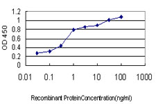 HFE Antibody - Detection limit for recombinant GST tagged HFE is approximately 0.03 ng/ml as a capture antibody.