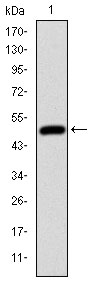 HFE Antibody - Western blot using HFE monoclonal antibody against human HFE (AA: 125-282) recombinant protein. (Expected MW is 44 kDa)