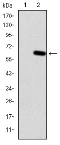 HFE Antibody - Western blot using HFE monoclonal antibody against HEK293 (1) and HFE(AA: 125-282)-hIgGFc transfected HEK293 (2) cell lysate.