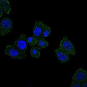 HFE Antibody - Immunofluorescence of HepG2 cells using HFE mouse monoclonal antibody (green). Blue: DRAQ5 fluorescent DNA dye.