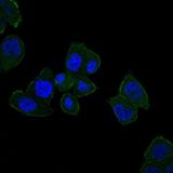 HFE Antibody - HFE Antibody in Immunofluorescence (IF)