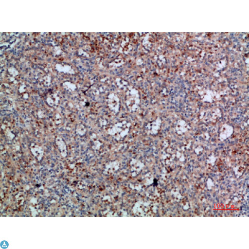 HFE Antibody - Immunohistochemical analysis of paraffin-embedded human-spleen, antibody was diluted at 1:200.