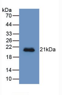 HFE2 / Hemojuvelin Antibody - Western Blot; Sample: Recombinant HJV, Human.