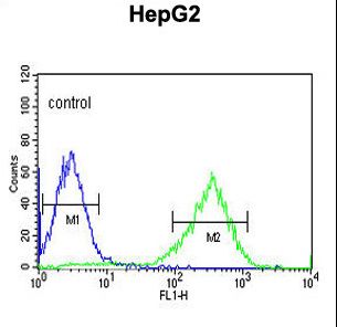 HFE2 / Hemojuvelin Antibody - HFE2 Antibody flow cytometry of HepG2 cells (right histogram) compared to a negative control cell (left histogram). FITC-conjugated goat-anti-rabbit secondary antibodies were used for the analysis.