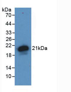 HFE2 / Hemojuvelin Antibody - Western Blot; Sample: Recombinant HJV, Human.