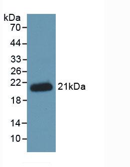 HFE2 / Hemojuvelin Antibody - Western Blot; Sample: Recombinant HJV, Human.