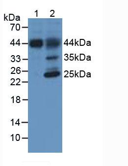 HFE2 / Hemojuvelin Antibody - Western Blot; Sample: Lane1: Porcine Liver Tissue; Lane2: Rat Liver Tissue.