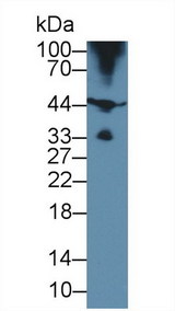 HFE2 / Hemojuvelin Antibody - Western Blot; Sample: Porcine Skeletal muscle lysate; Primary Ab: 2µg/ml Rabbit Anti-Human HJV Antibody Second Ab: 0.2µg/mL HRP-Linked Caprine Anti-Rabbit IgG Polyclonal Antibody
